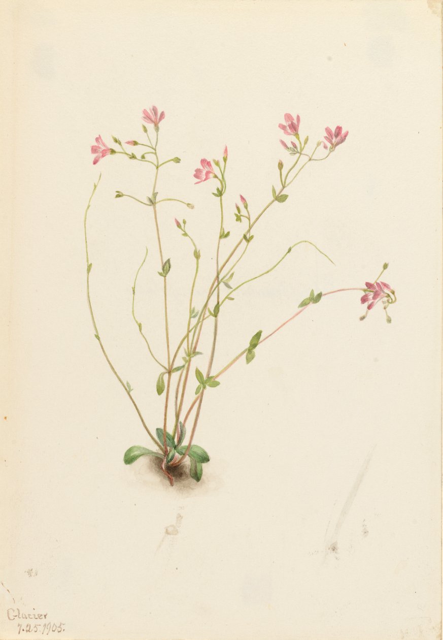 Belleza de primavera de la ninfa Claytonia parvifolia, 1905 de Mary Vaux Walcott