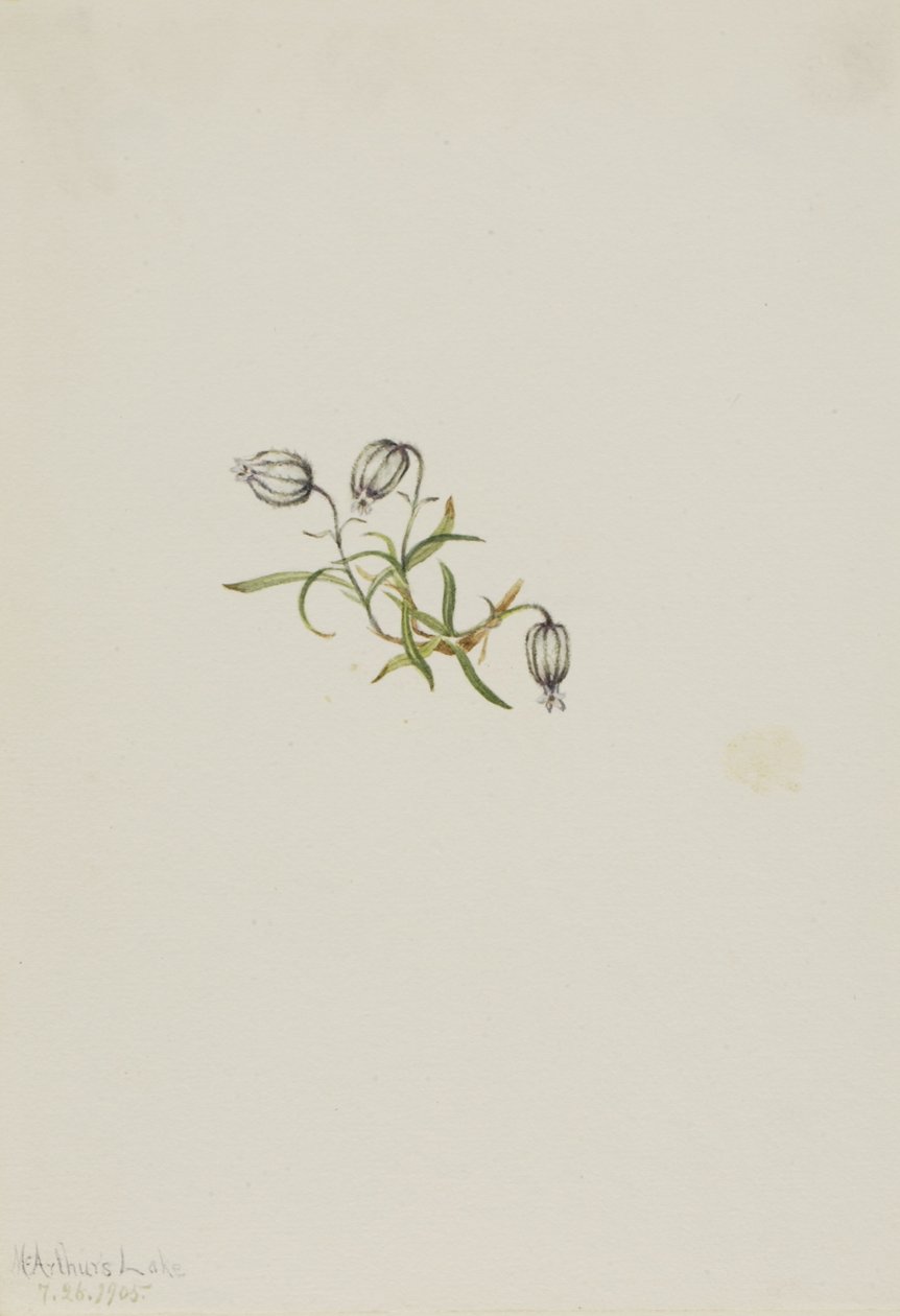 Acedera (Lychnis apetala) de Mary Vaux Walcott