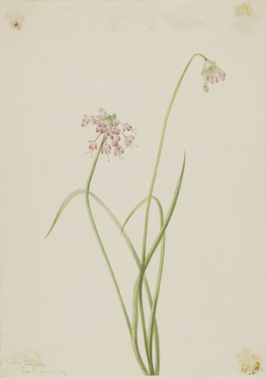 Cebolla asentida (Allium cernuum) de Mary Vaux Walcott