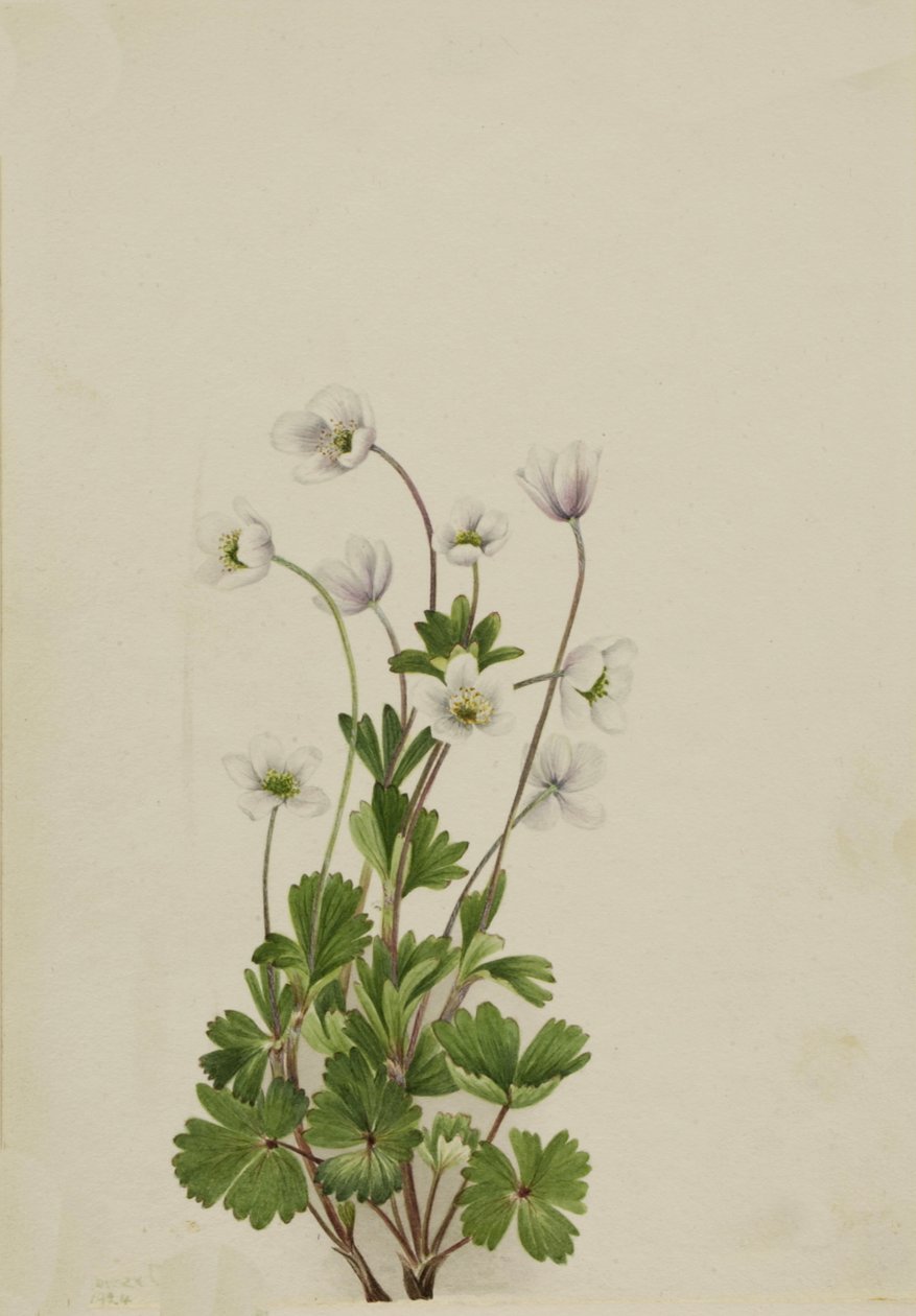 Anémona del norte Anemone parviflora, 1924 de Mary Vaux Walcott