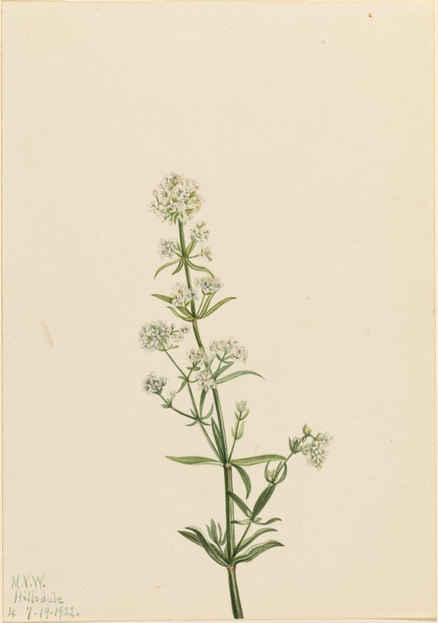 Galium boreale (Galium boreale) de Mary Vaux Walcott