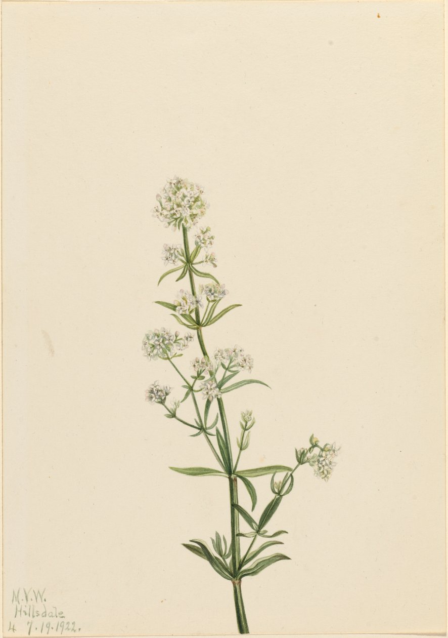 Galio boreal Galium boreale de Mary Vaux Walcott