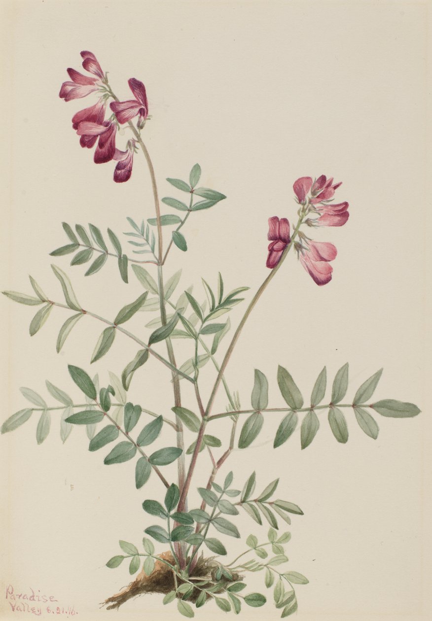 Hedysarum boreal (Hedysarum boreale) de Mary Vaux Walcott