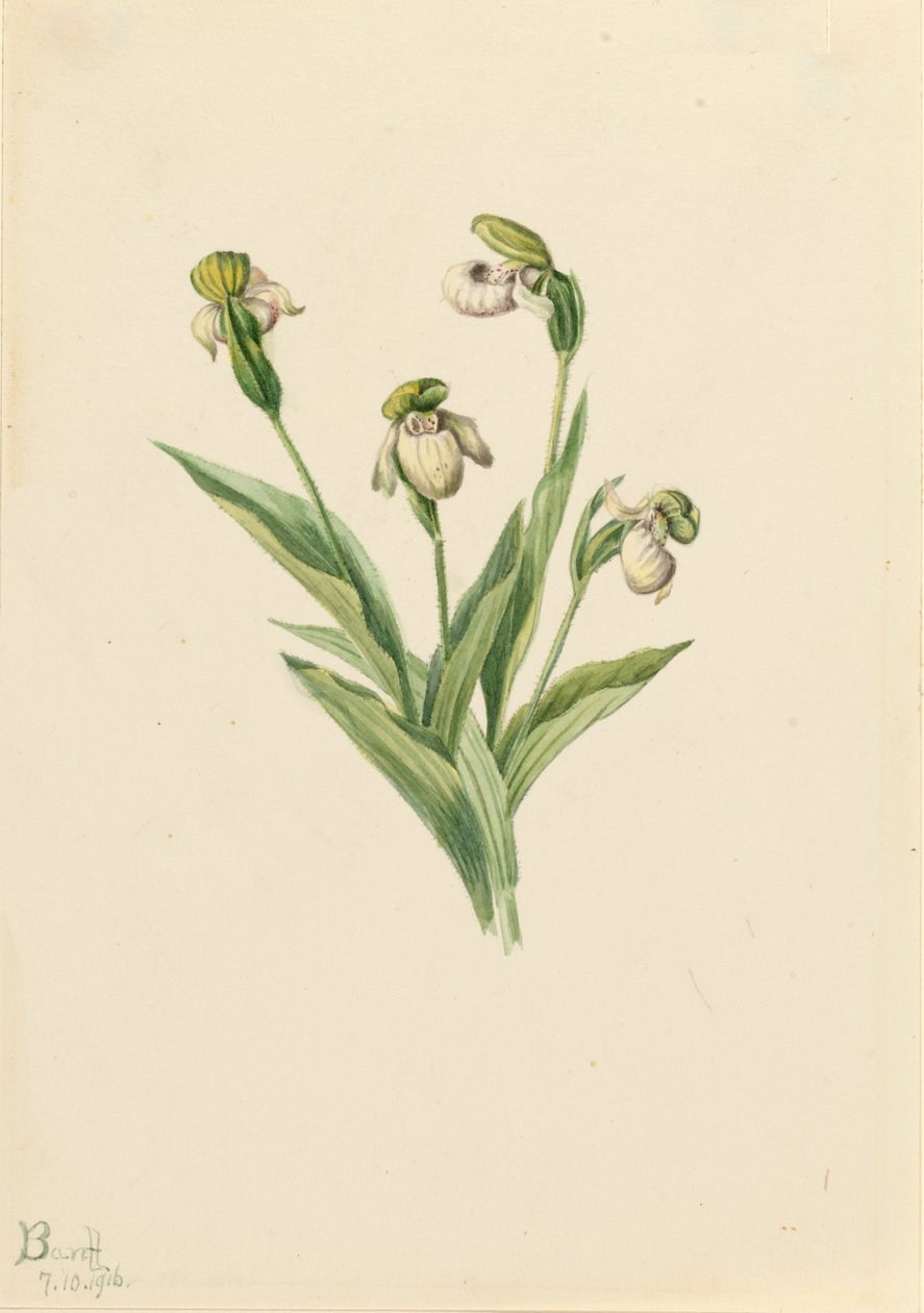 Zapatilla de dama del norte Cypripedium passerinum, 1916 de Mary Vaux Walcott