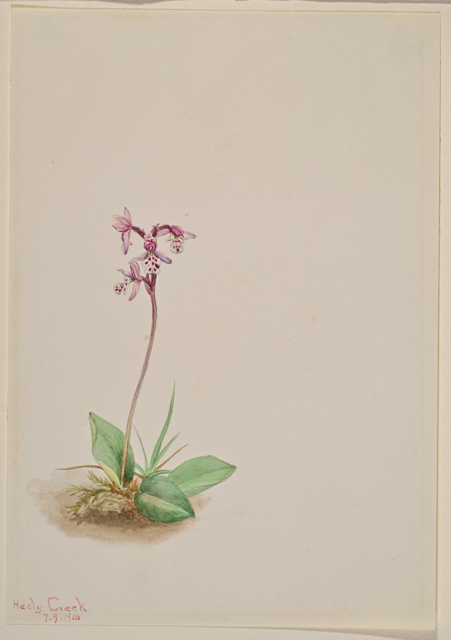 Orquídea Orchis rotundifolia de Mary Vaux Walcott