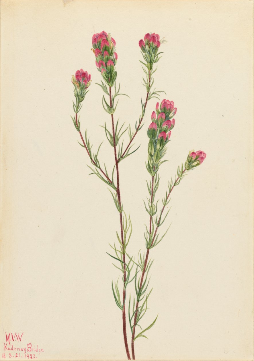 Trébol de búho Orthocarpus tenuifolius, 1923 de Mary Vaux Walcott