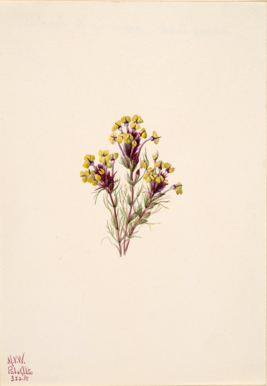 Trébol de búho Orthocarpus erianthus de Mary Vaux Walcott
