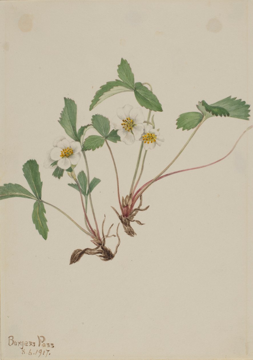 Fresa pálida (Fragaria glauca) de Mary Vaux Walcott