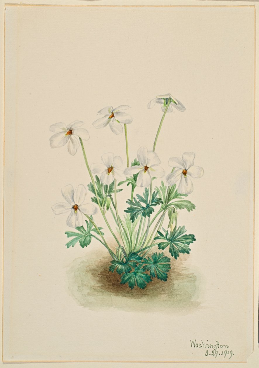 Violeta pensamiento (Viola pedata) de Mary Vaux Walcott