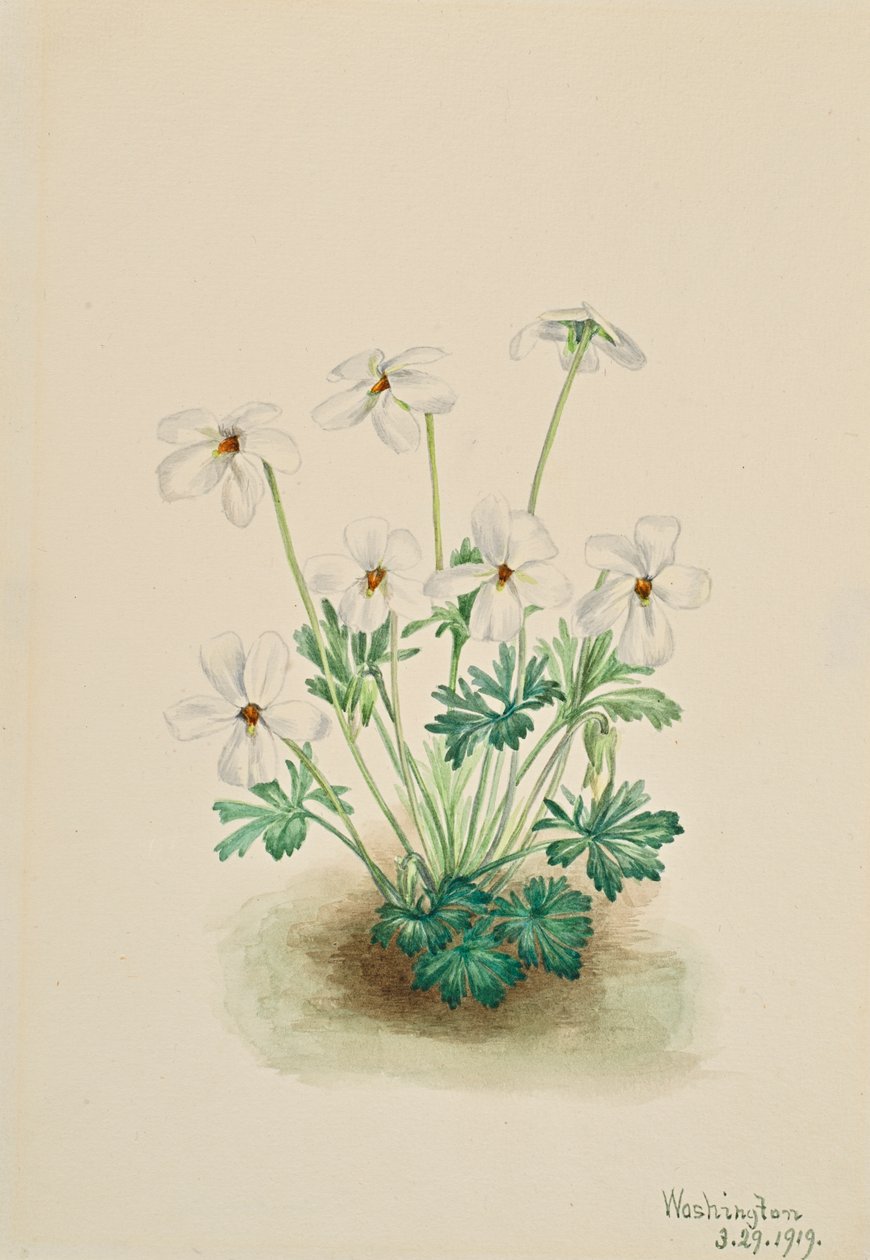 Pensamiento Violeta Viola pedata, 1919 de Mary Vaux Walcott
