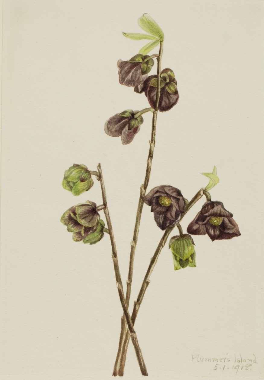 Asimina triloba, 1918 de Mary Vaux Walcott