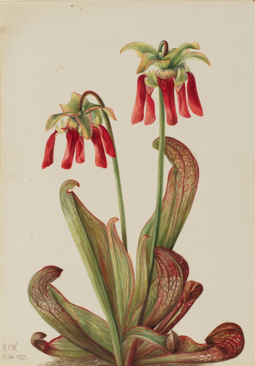 Sarracenia psittacina (Sarracenia psittacina) de Mary Vaux Walcott