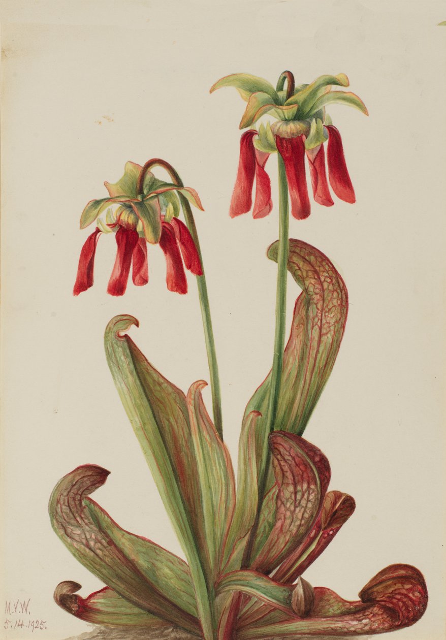 Planta Jarra de Loro Sarracenia psittacina, 1925 de Mary Vaux Walcott