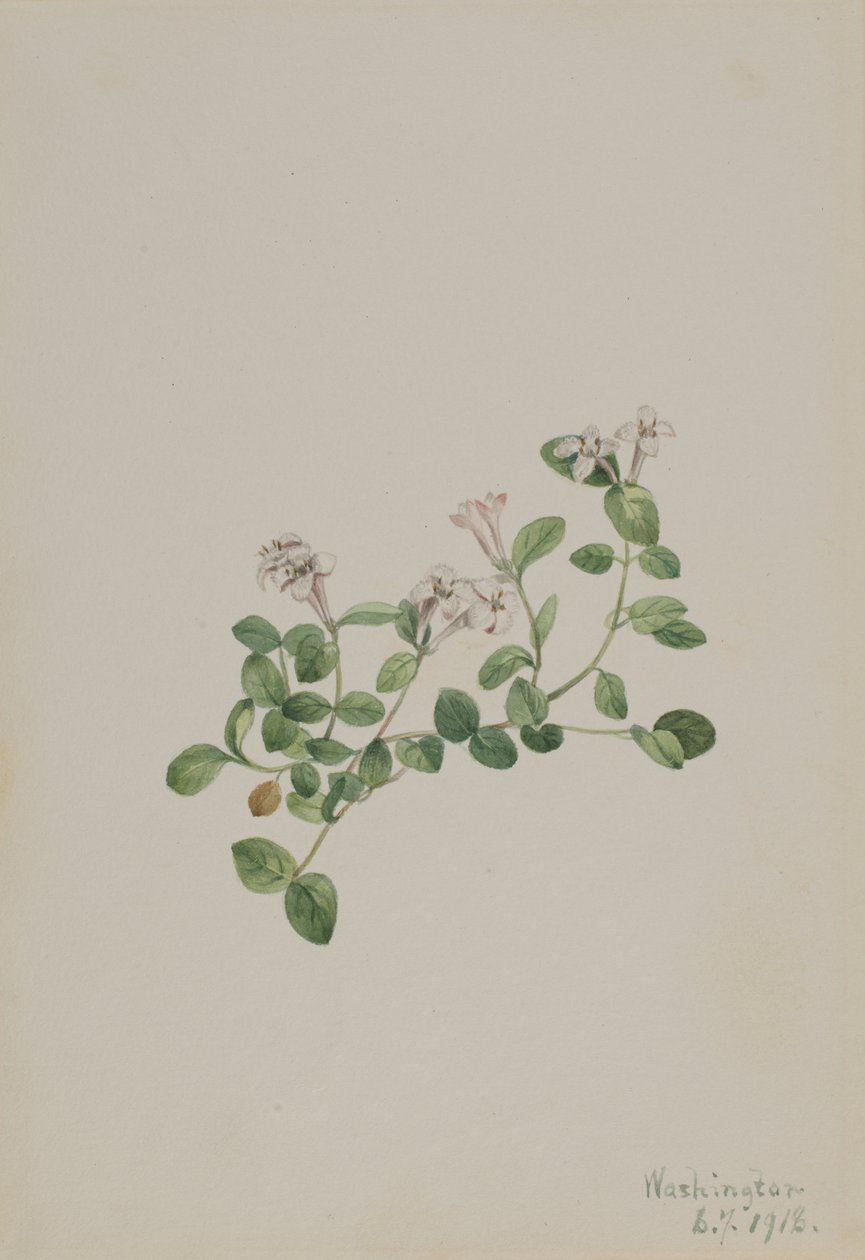 Arándano perdiz (Mitchella repena) de Mary Vaux Walcott