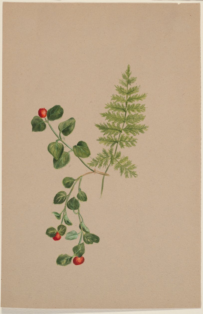 Arándano perdiz (Mitchella repens) de Mary Vaux Walcott