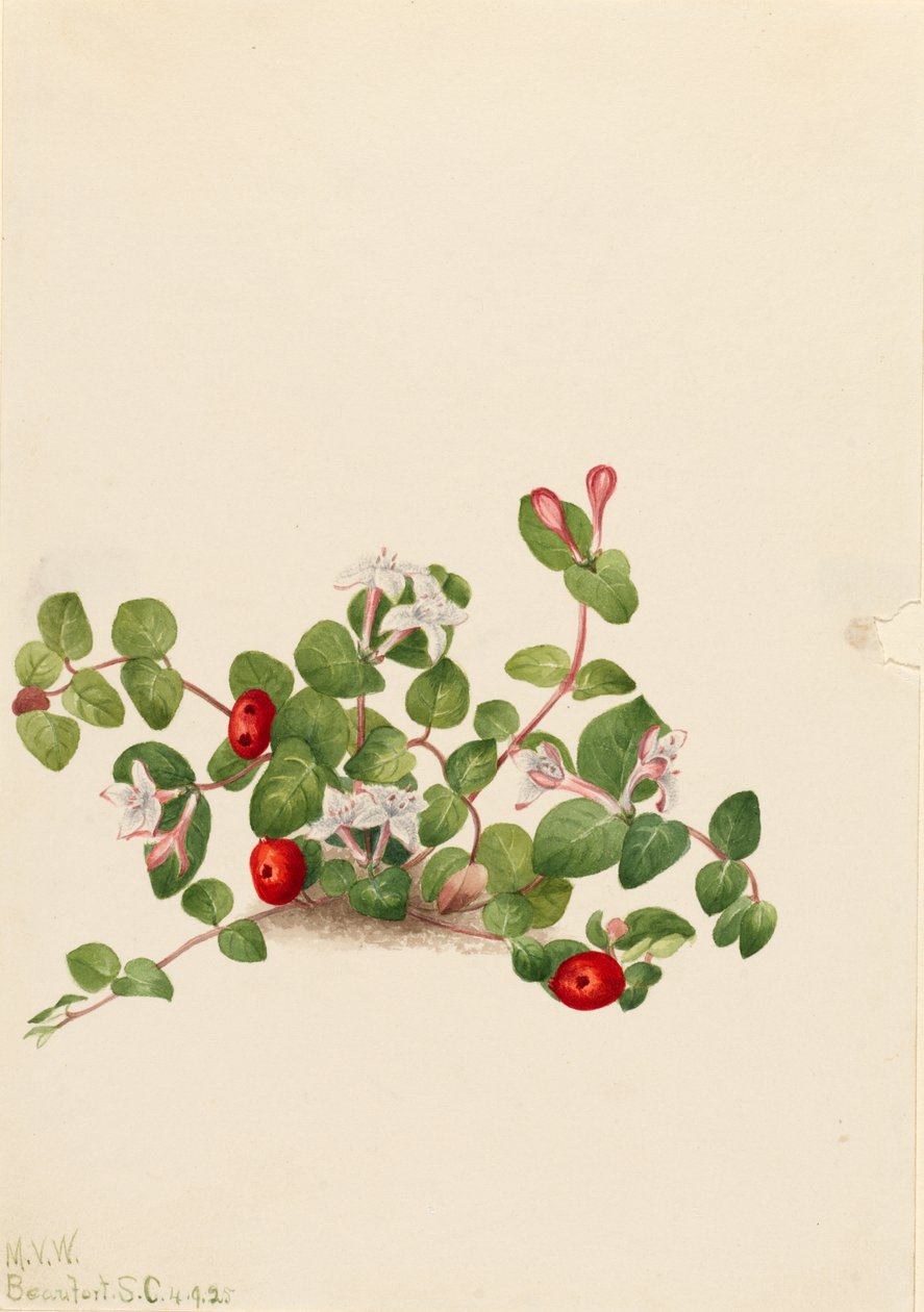 Arándano perdiz (Mitchella repens) de Mary Vaux Walcott