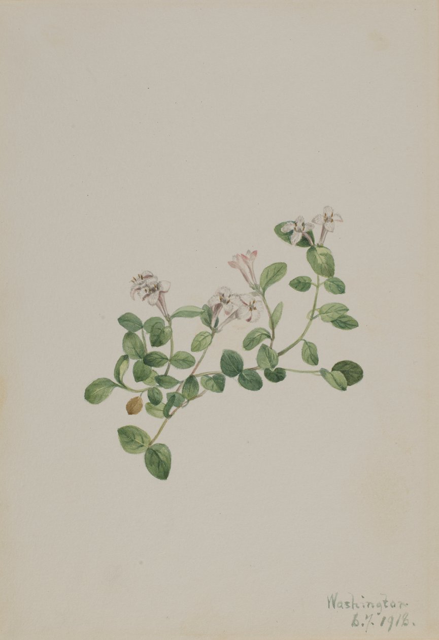 Mitchella repena, 1918 de Mary Vaux Walcott
