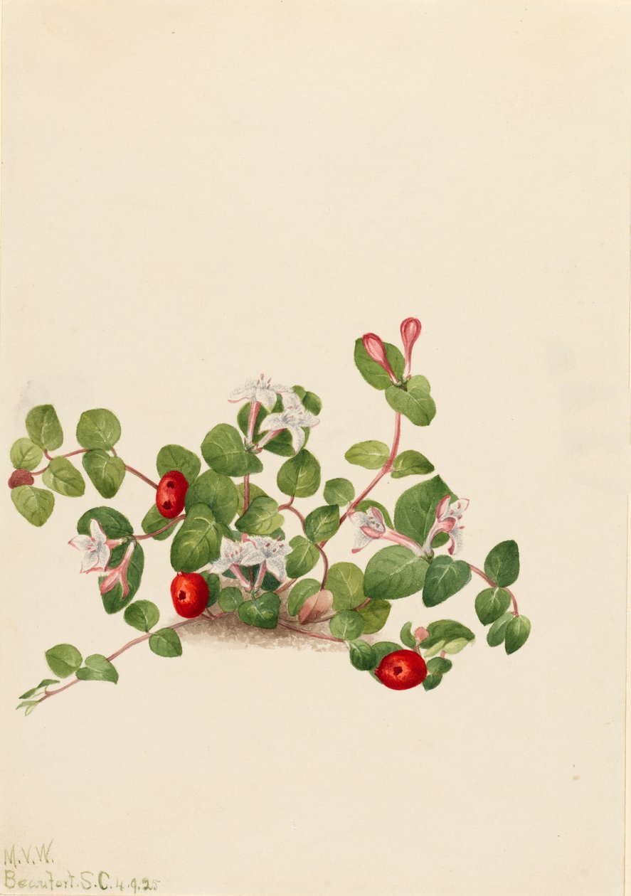 Partridgeberry Mitchella repens, 1925 de Mary Vaux Walcott