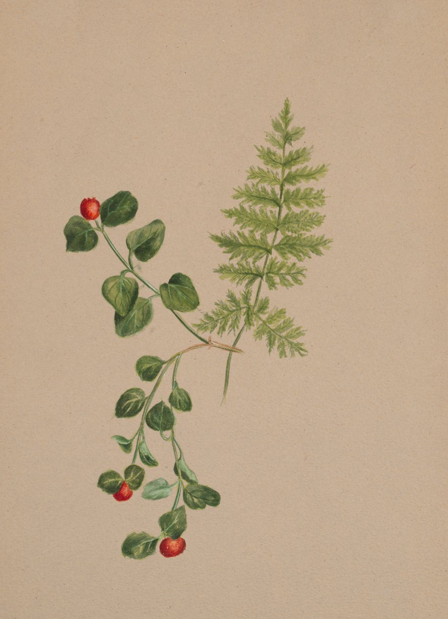 Partridgeberry Mitchella repens, ca. 1883 de Mary Vaux Walcott