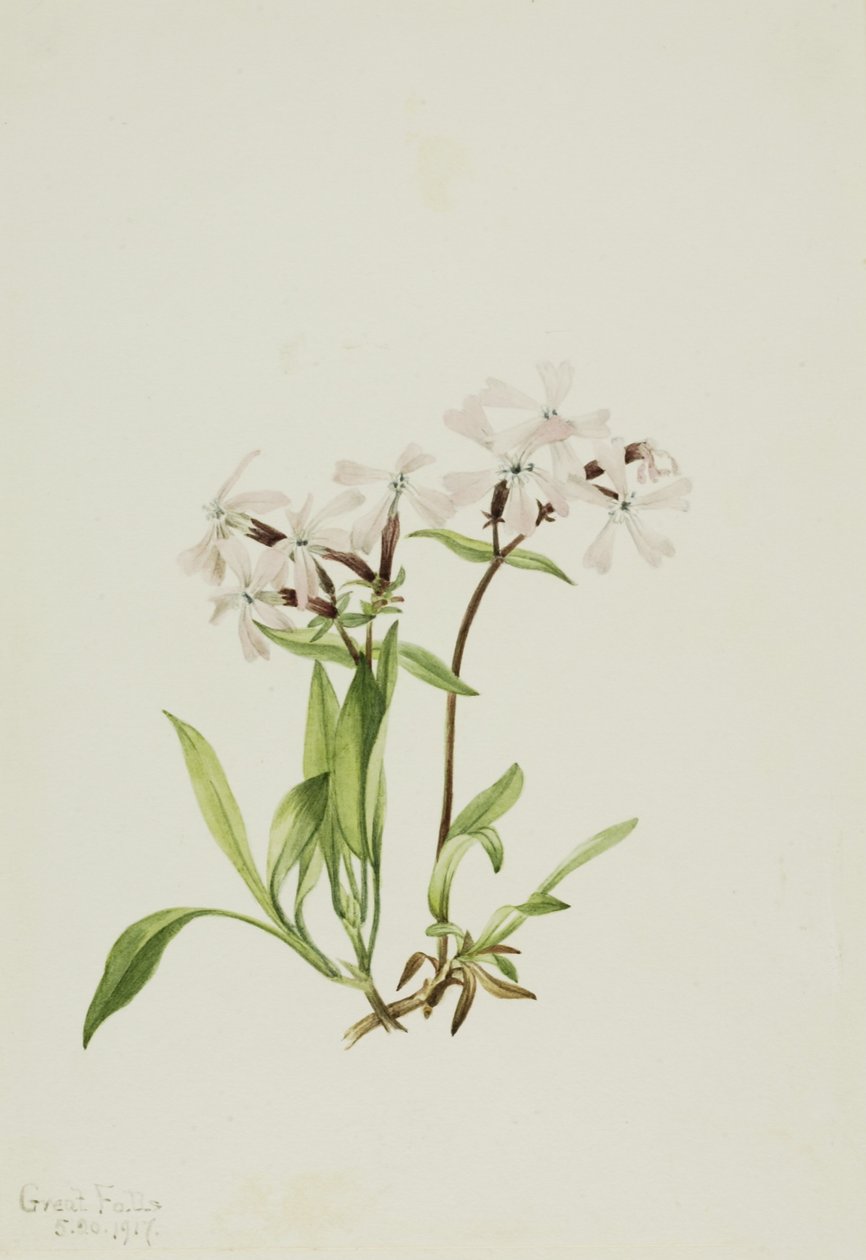 Peatpink (Silene caroliniana) de Mary Vaux Walcott