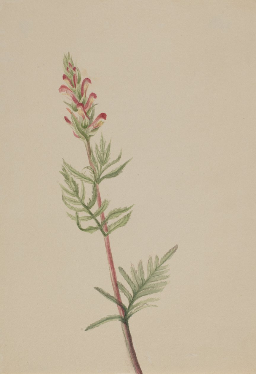 Pedicularis bracteosa, ca. 1917-1918 de Mary Vaux Walcott