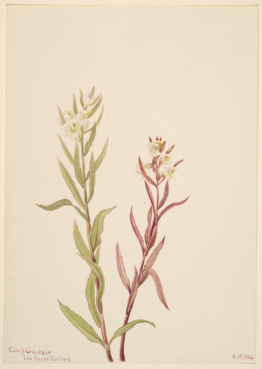 Pedicularis raremosa de Mary Vaux Walcott