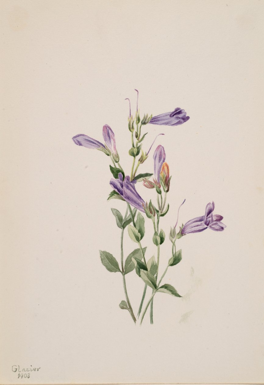 Penstemon Penstimon fruiticosus de Mary Vaux Walcott