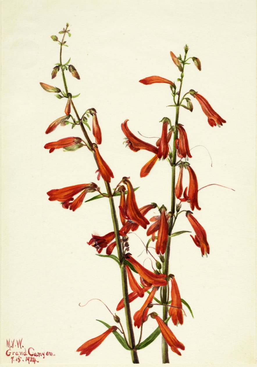 Pentstemon Pentstemon barbatus, 1934 de Mary Vaux Walcott