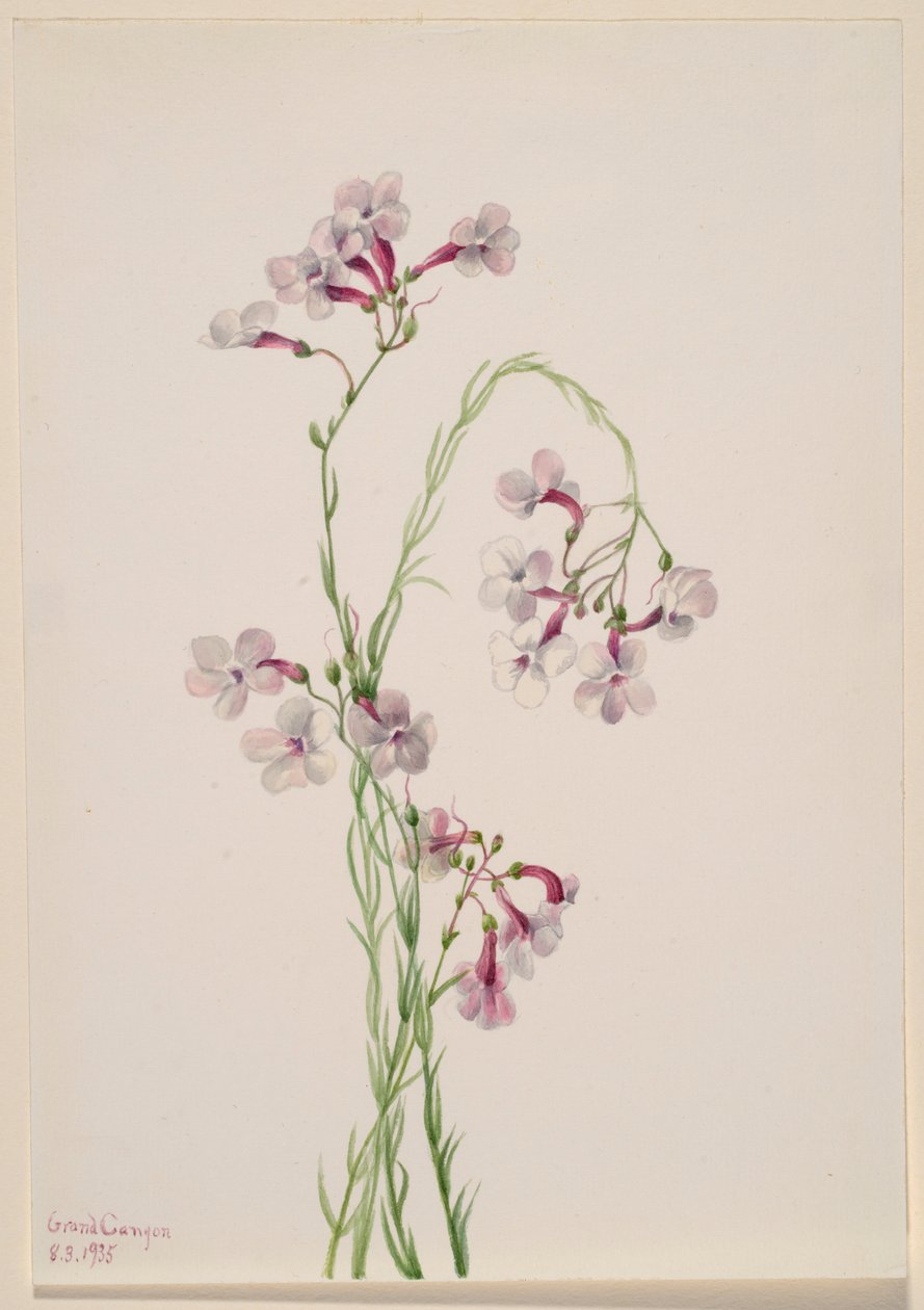 Pentstemon ambiguus de Mary Vaux Walcott