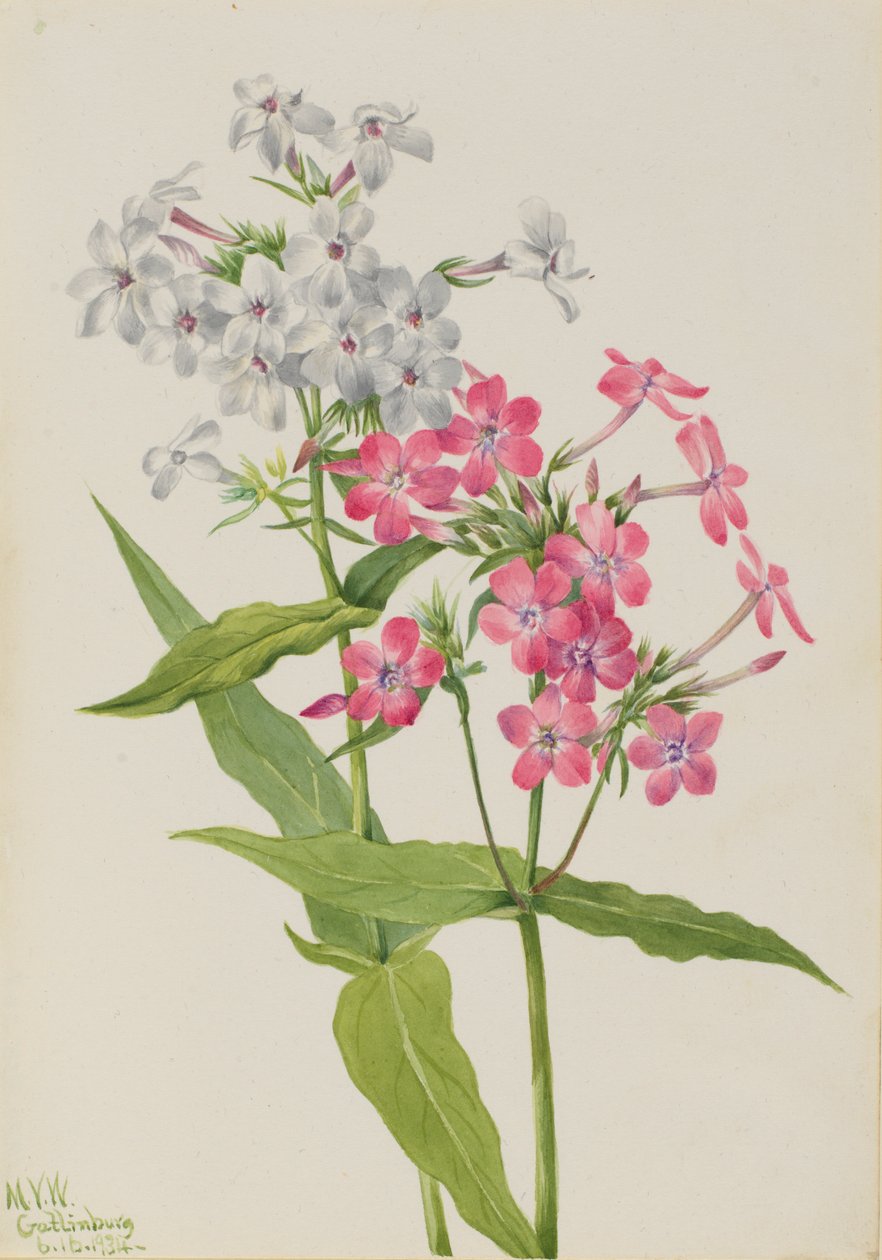 Phlox perenne (Phlox paniculata) de Mary Vaux Walcott