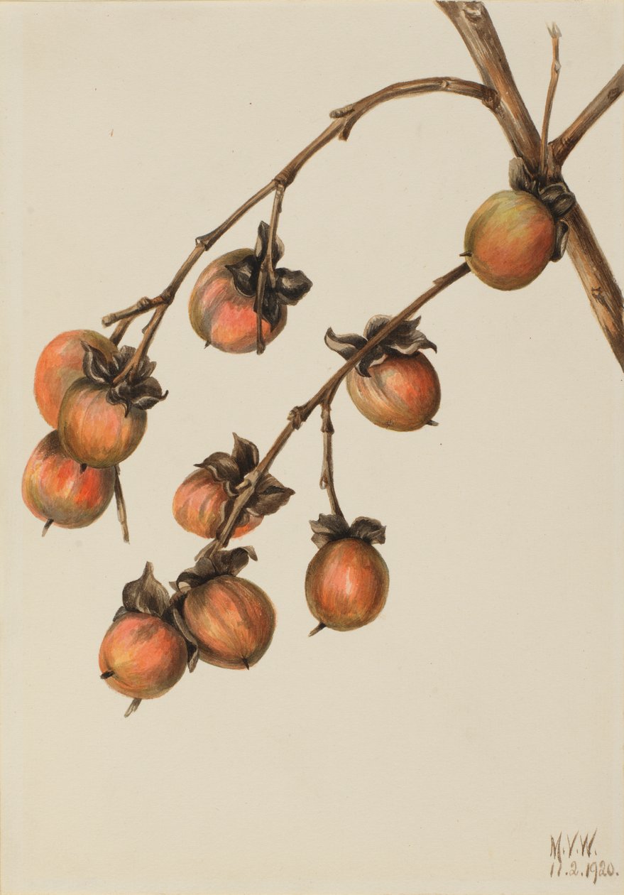 Caqui (Diospyros virginiana) de Mary Vaux Walcott