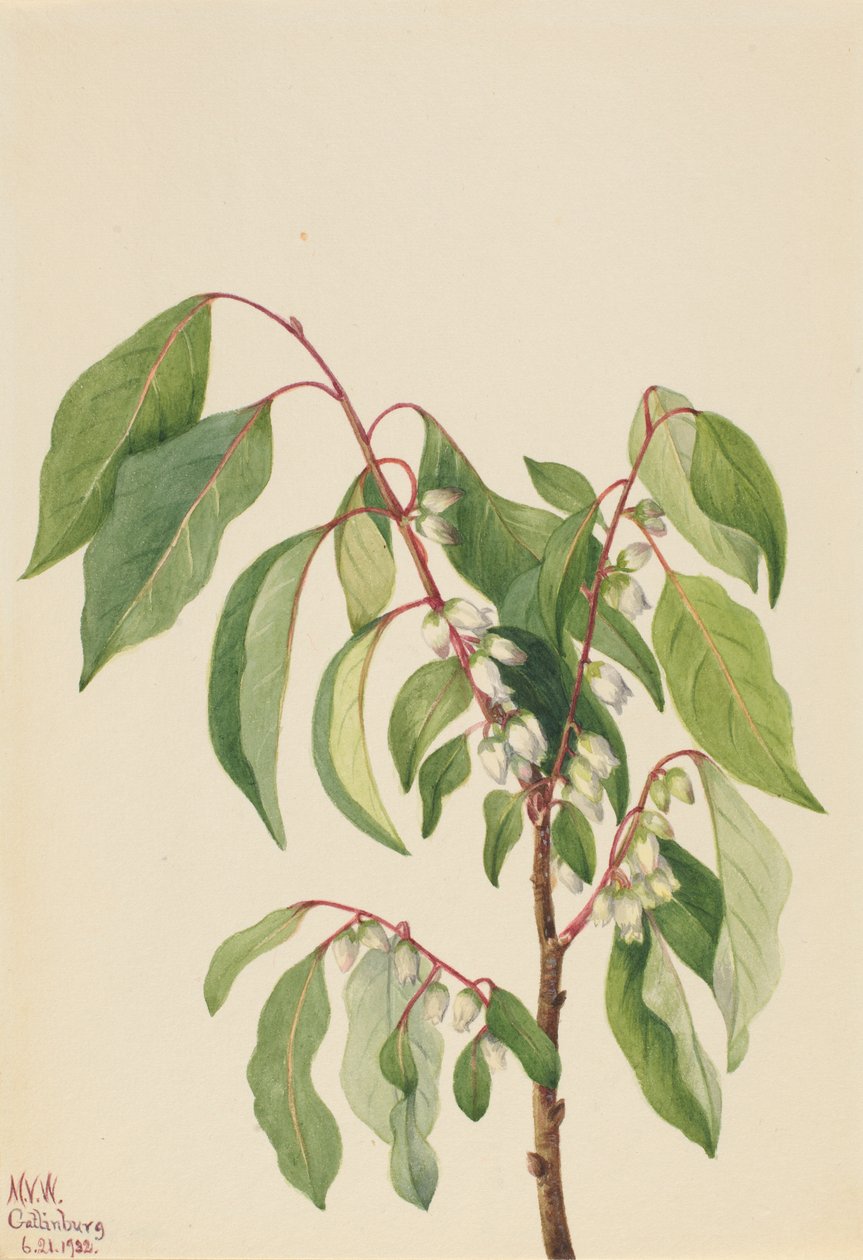 Caqui (Diospyros virginiana) de Mary Vaux Walcott