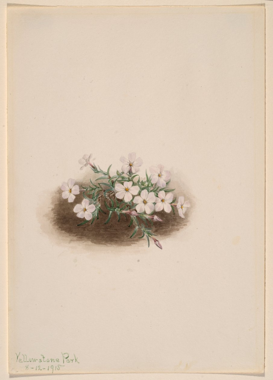 Phlox de Mary Vaux Walcott