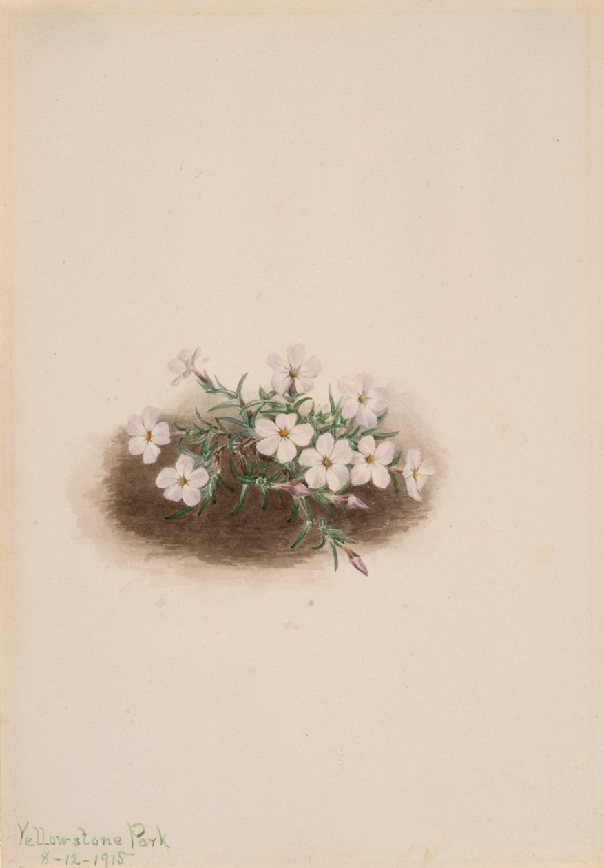 Phlox, 1915 de Mary Vaux Walcott