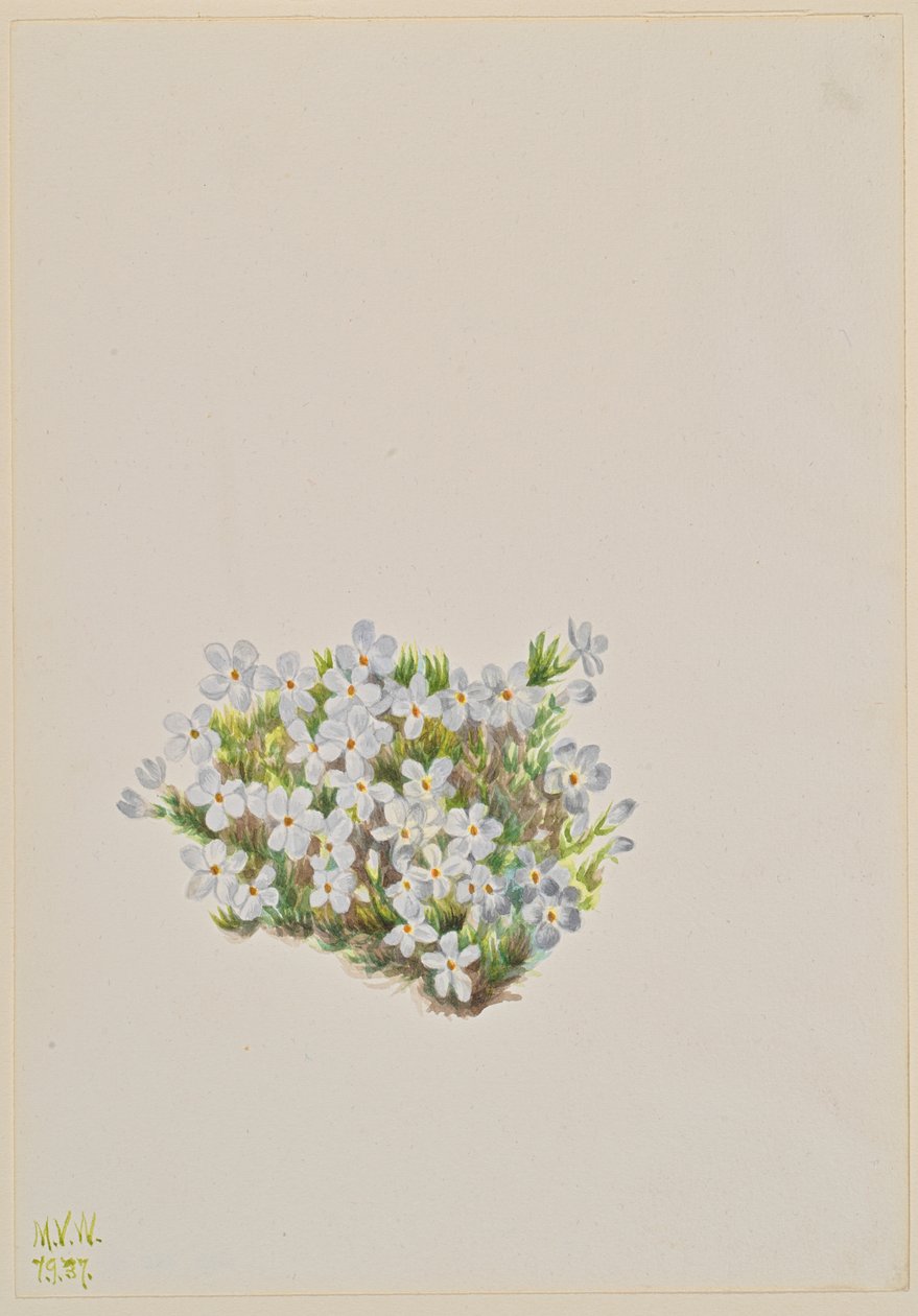 Phlox Phlox caespitosa, 1937 de Mary Vaux Walcott
