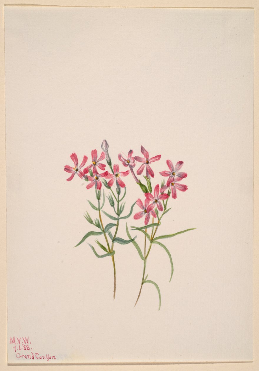 Phlox stansburyi de Mary Vaux Walcott
