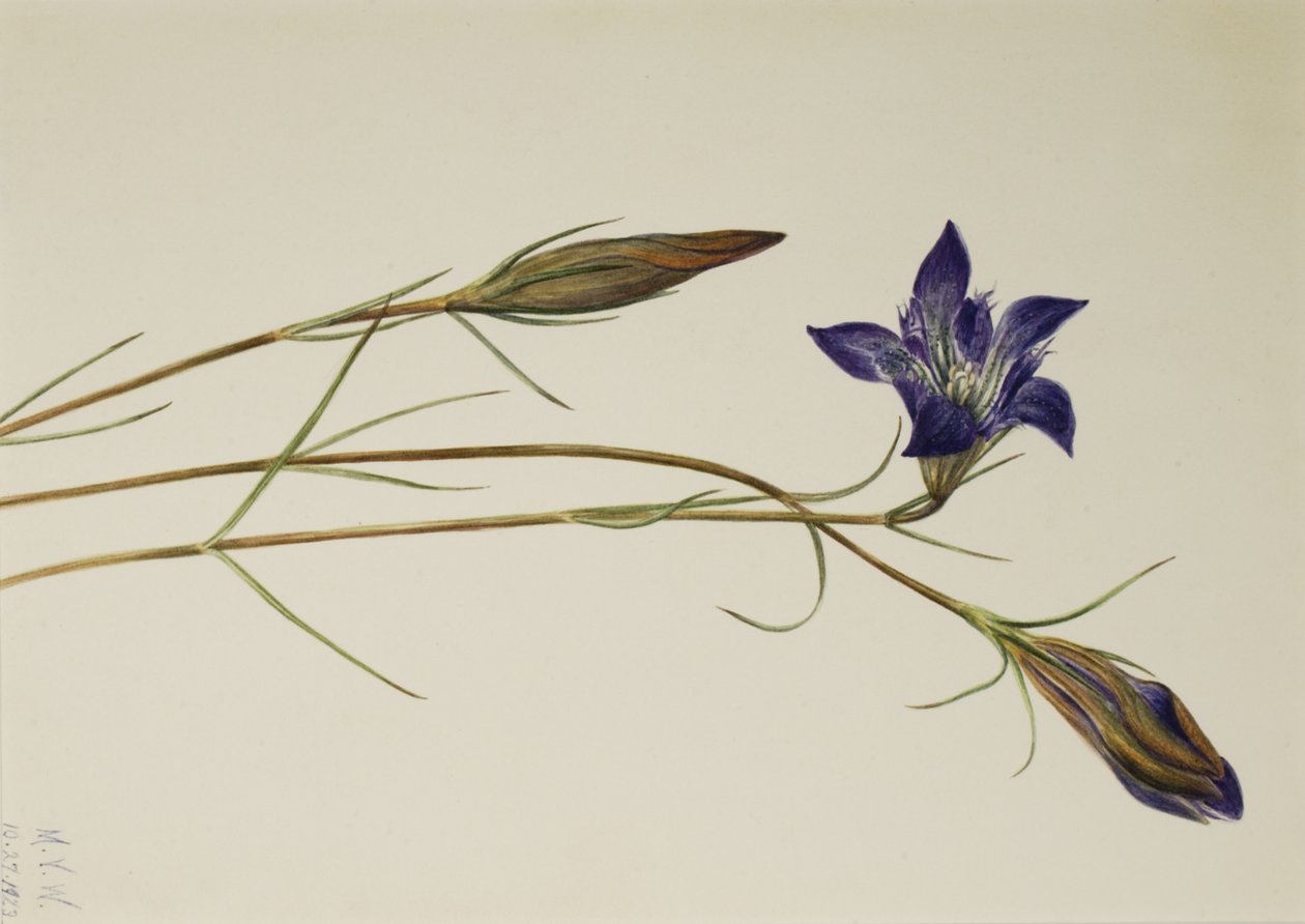 Genciana de Pinar Gentiana porphyrio, 1923 de Mary Vaux Walcott