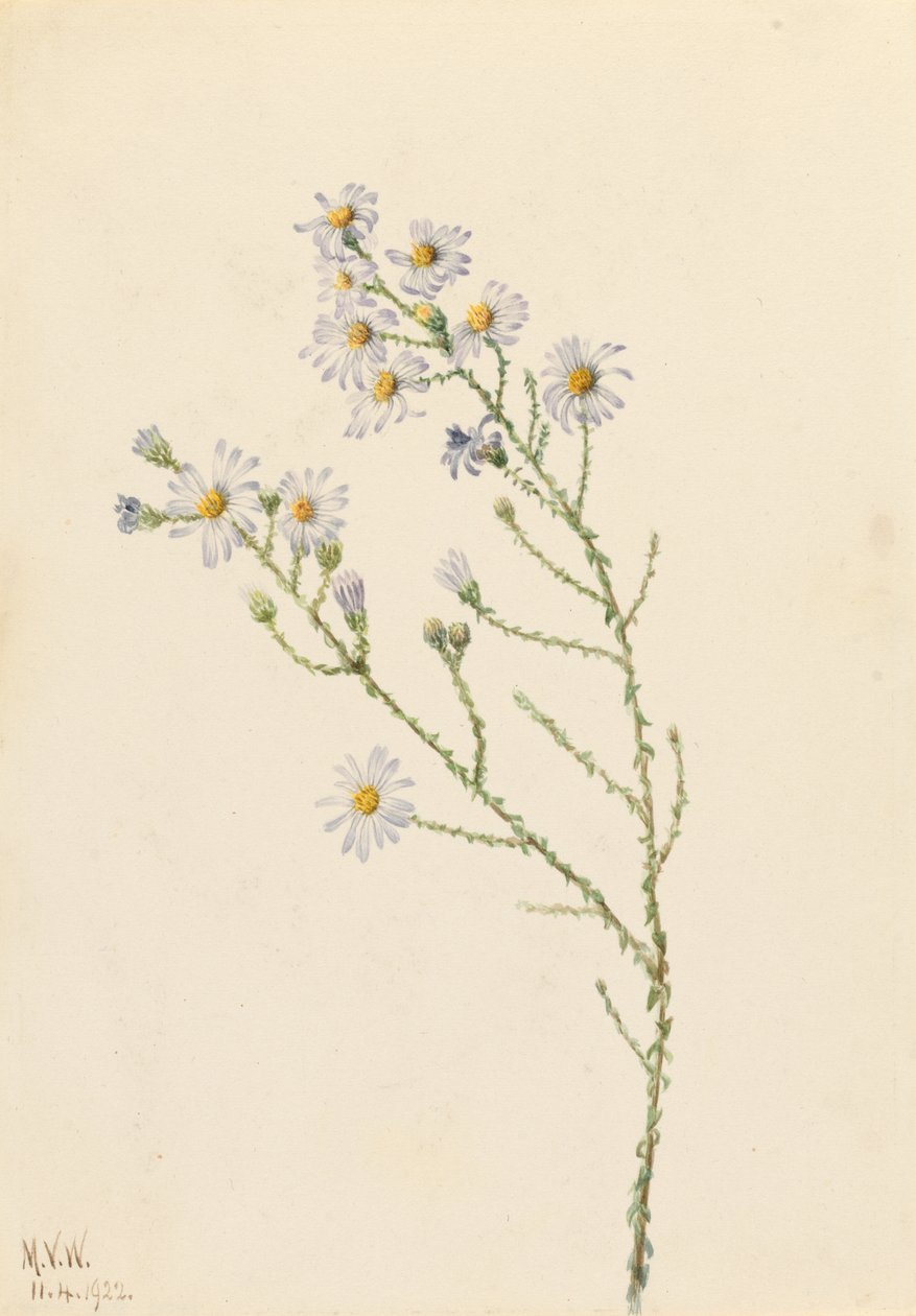 Aster squarrosus (Aster squarrosus) de Mary Vaux Walcott