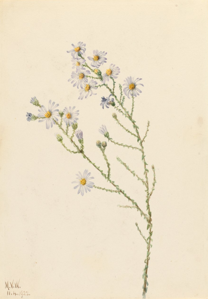 Aster de Pineland Aster squarrosus, 1922 de Mary Vaux Walcott