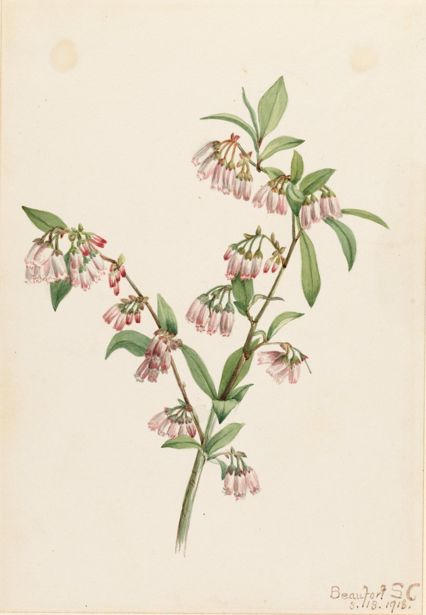 Arándano de Pineland (Vaccinium tenellum) de Mary Vaux Walcott