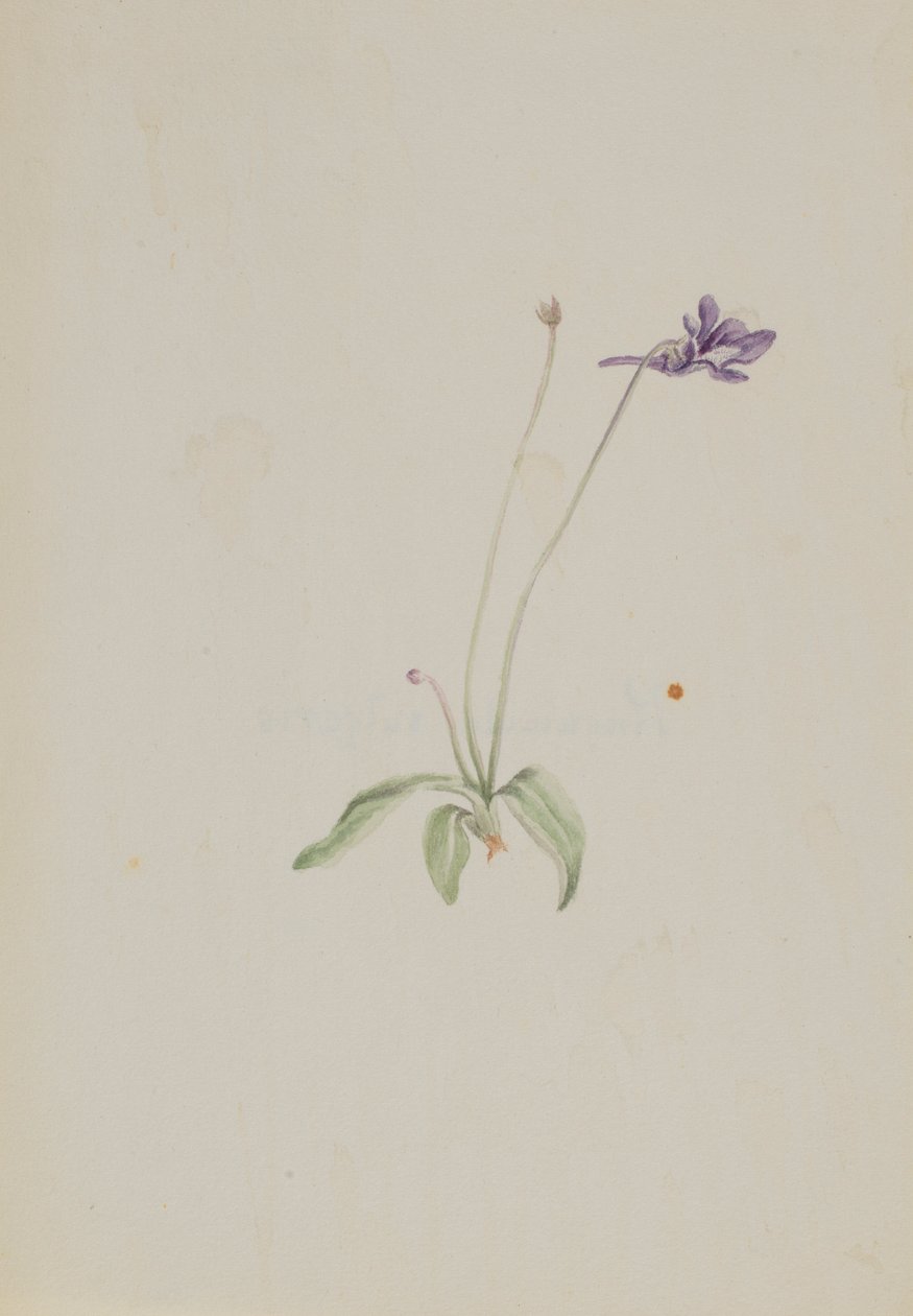 Pinguicula vulgaris de Mary Vaux Walcott