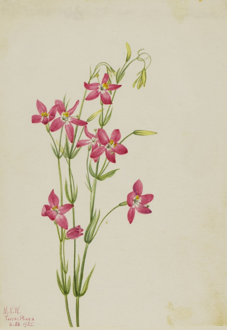 Centauro rosa (Centaurium venustum) de Mary Vaux Walcott
