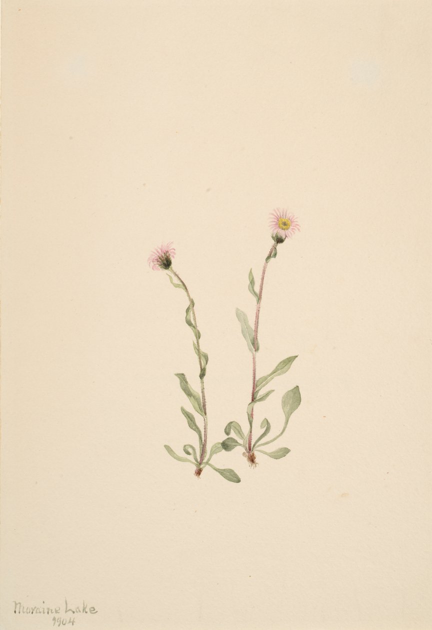 Erigeron rosado, 1904 de Mary Vaux Walcott