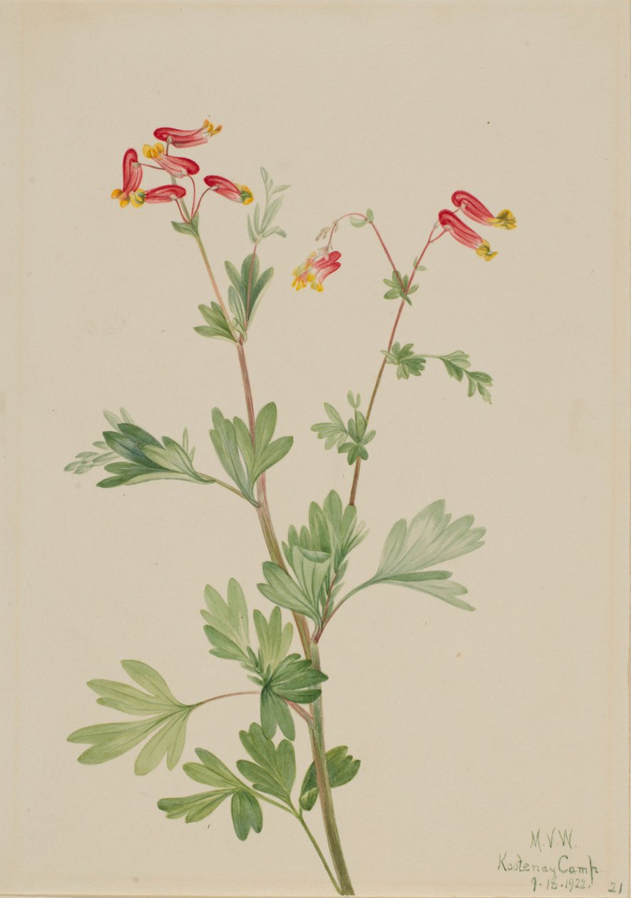 Fumerote rosado (Capnoides sempervirens) de Mary Vaux Walcott