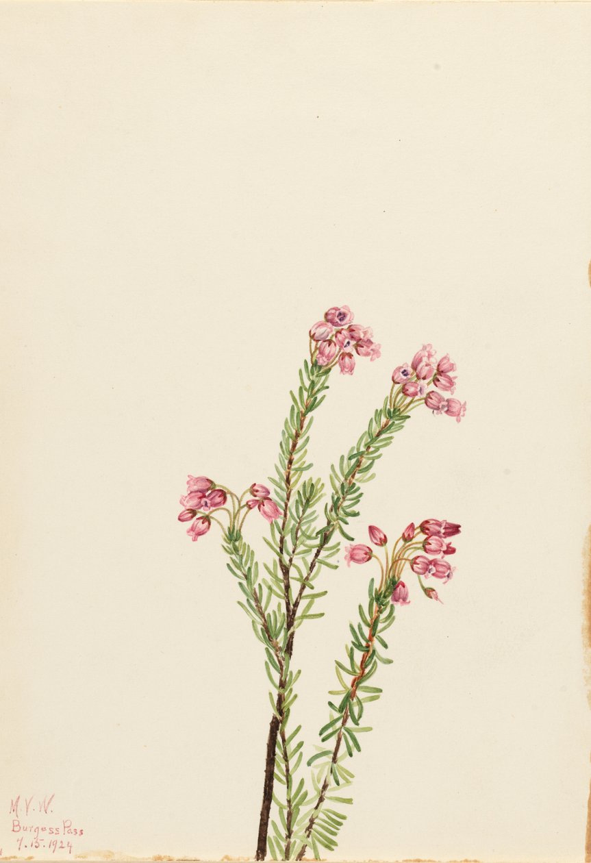 Brezo rosado de montaña (Phyllodoce empetriformis) de Mary Vaux Walcott