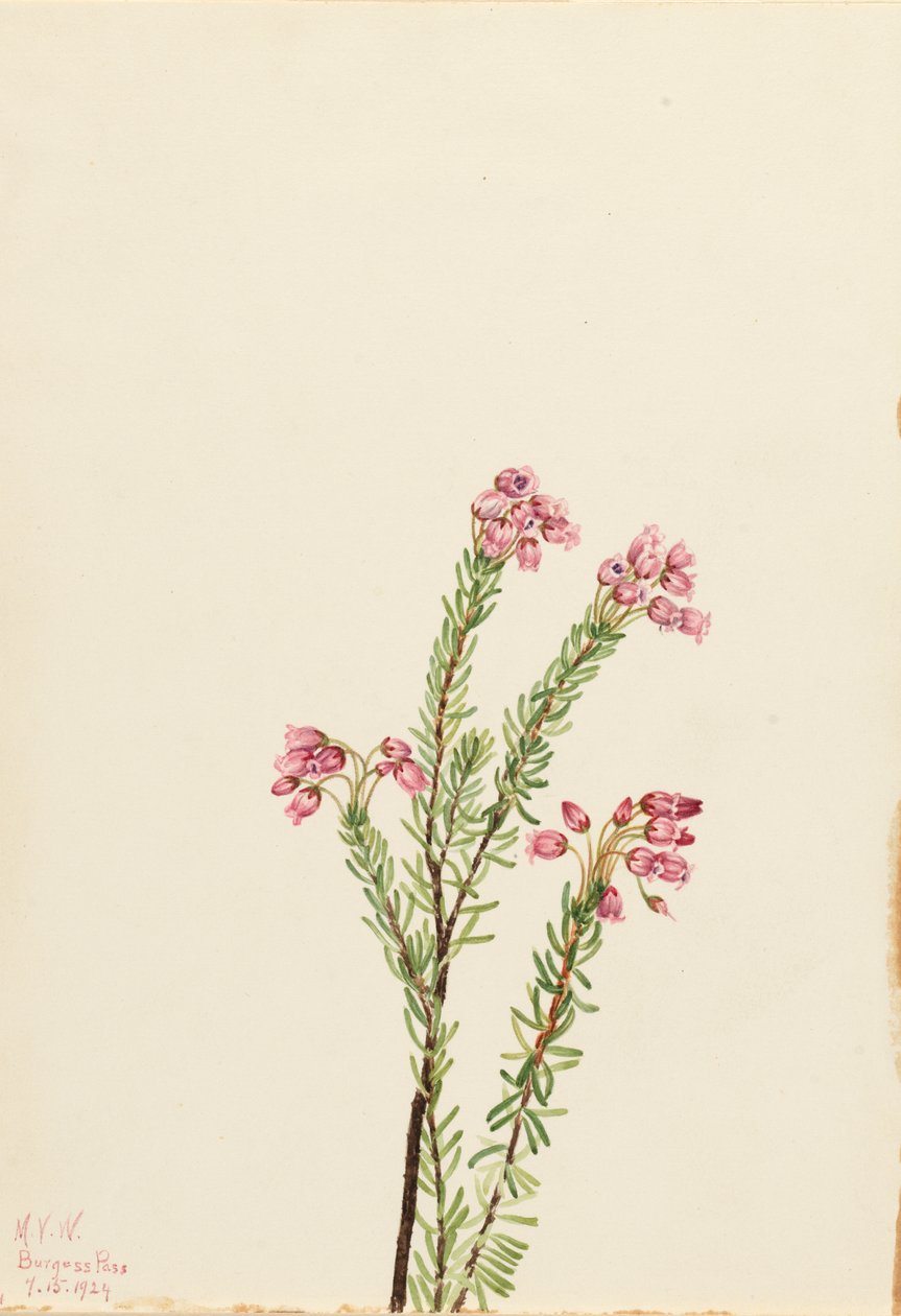 Brezo de montaña rosa Phyllodoce empetriformis, 1924 de Mary Vaux Walcott