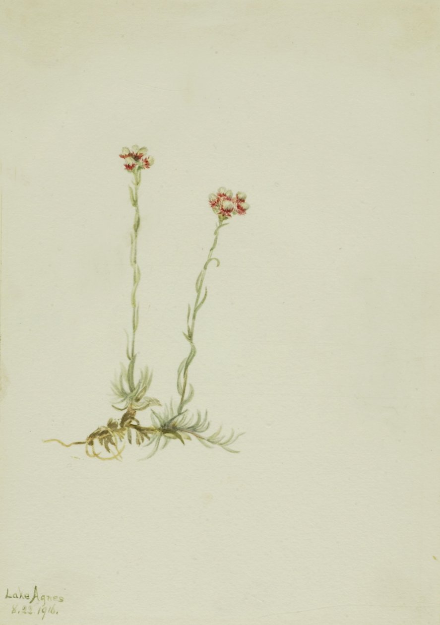 Antenaria rosada (Antennaria rosea) de Mary Vaux Walcott