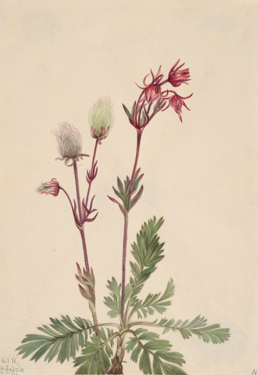 Humo de la pradera Sieversia ciliata, 1921 de Mary Vaux Walcott
