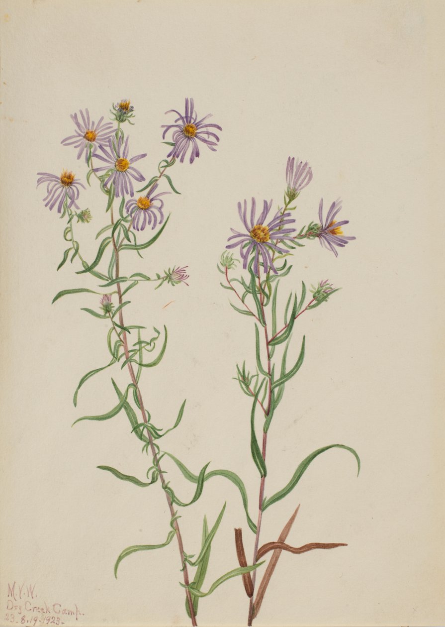 Áster de la pradera Aster campestris, 1923 de Mary Vaux Walcott