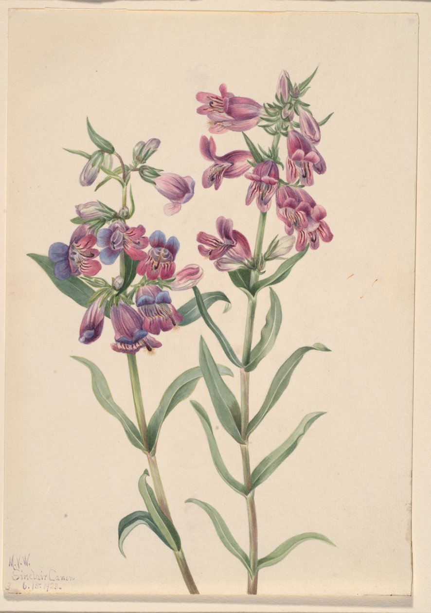 Pentstemon de pradera (Pentstemon erianthera) de Mary Vaux Walcott